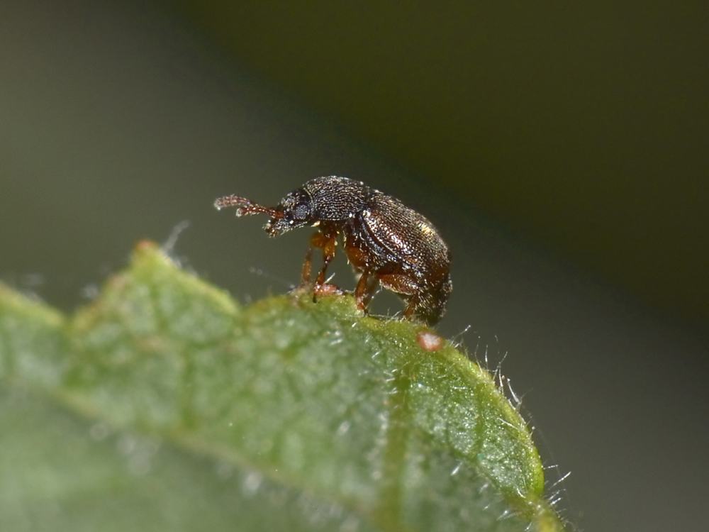 Brachypterus sp. (Kateretidae)